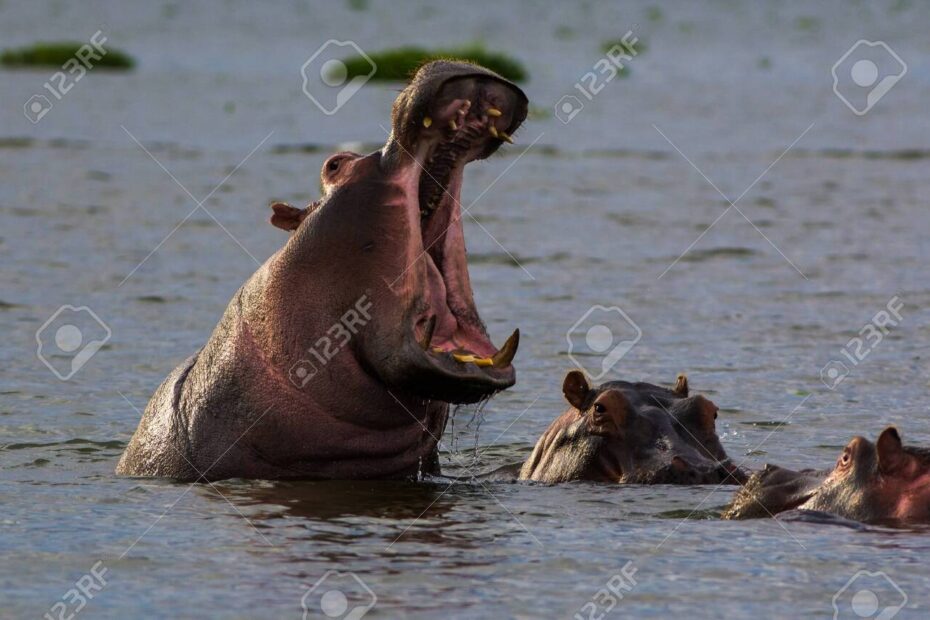 This Is A Picture Of A Bloat Of Hippopotamuses The Picture