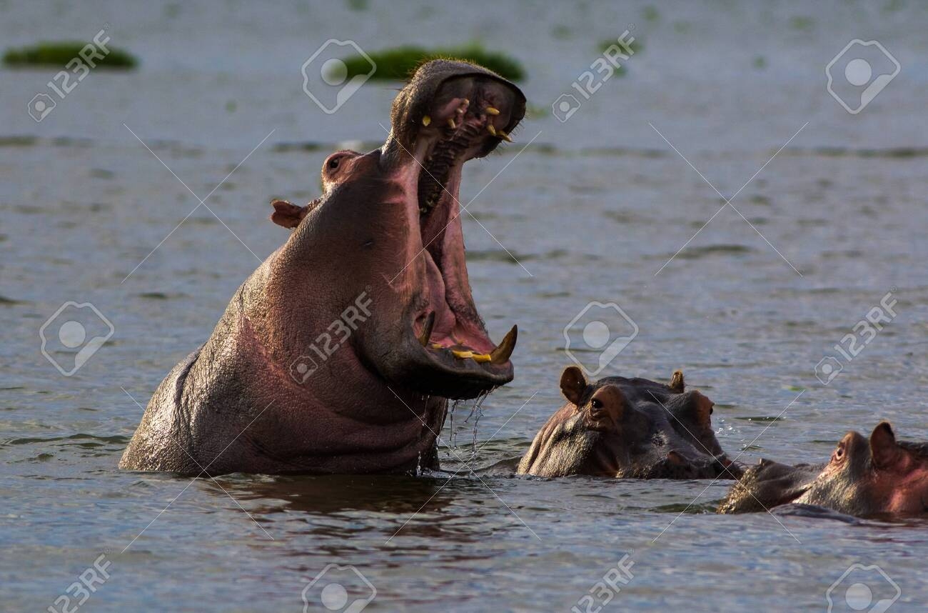 This Is A Picture Of A Bloat Of Hippopotamuses The Picture 