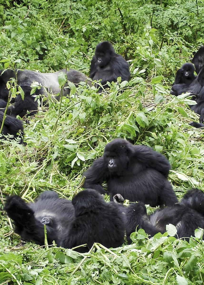 group of apes called