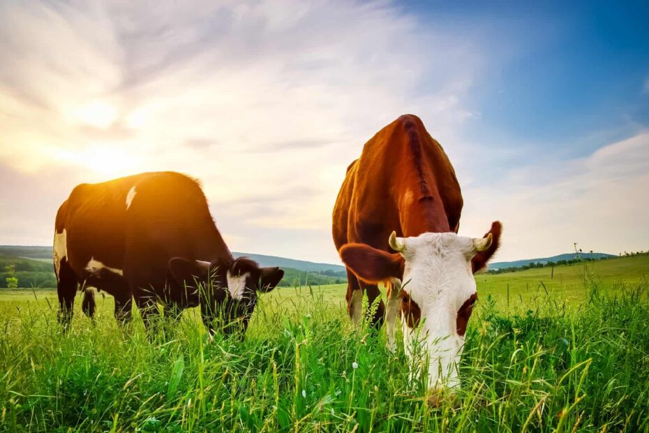 What Is A Group Of Cows Called A Z Animals