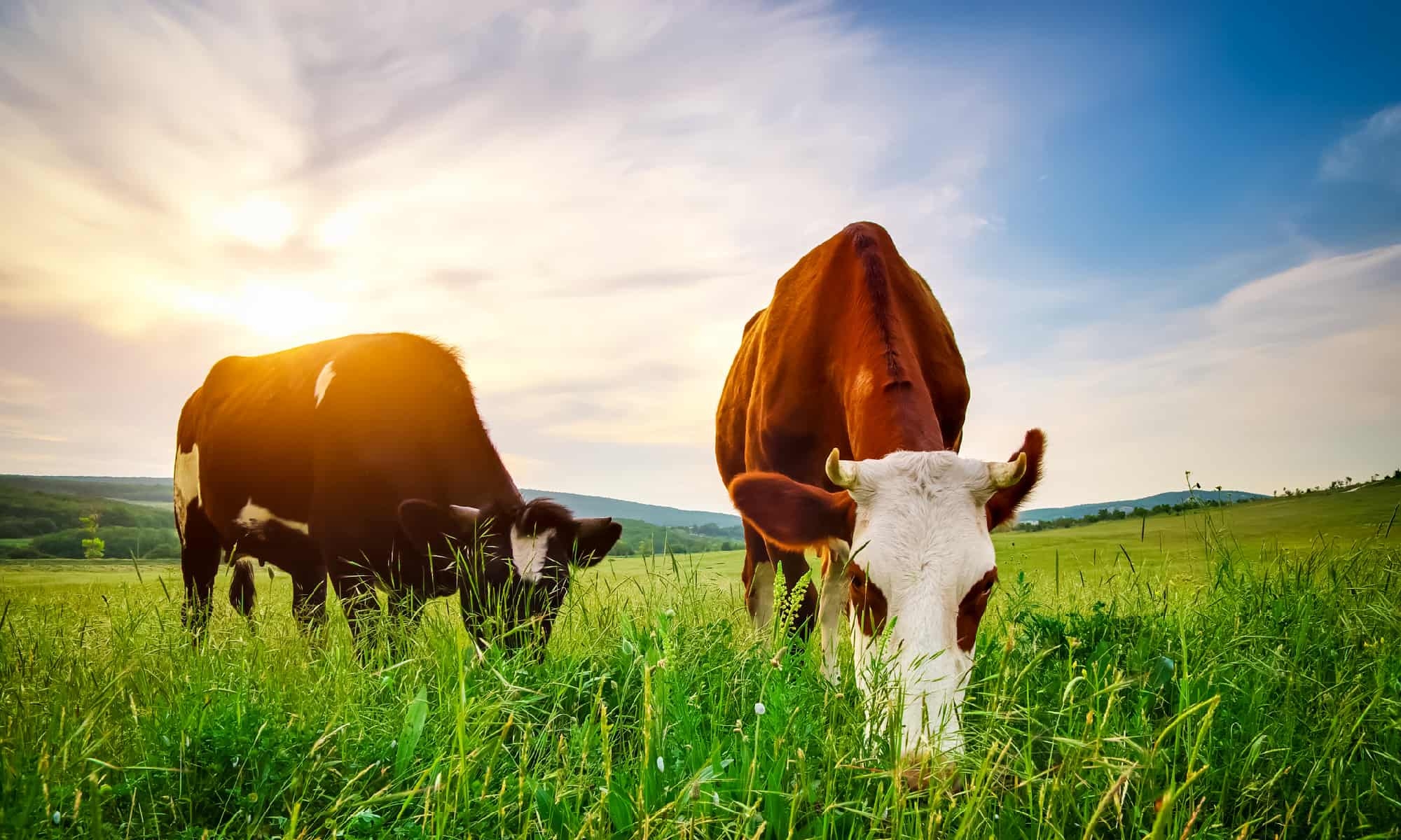 What Is A Group Of Cows Called A Z Animals