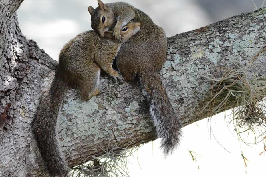 What Is A Group Of Squirrels Called A Z Animals