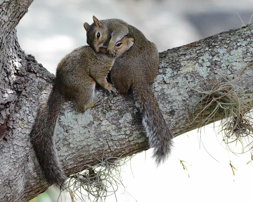 What Is A Group Of Squirrels Called A Z Animals