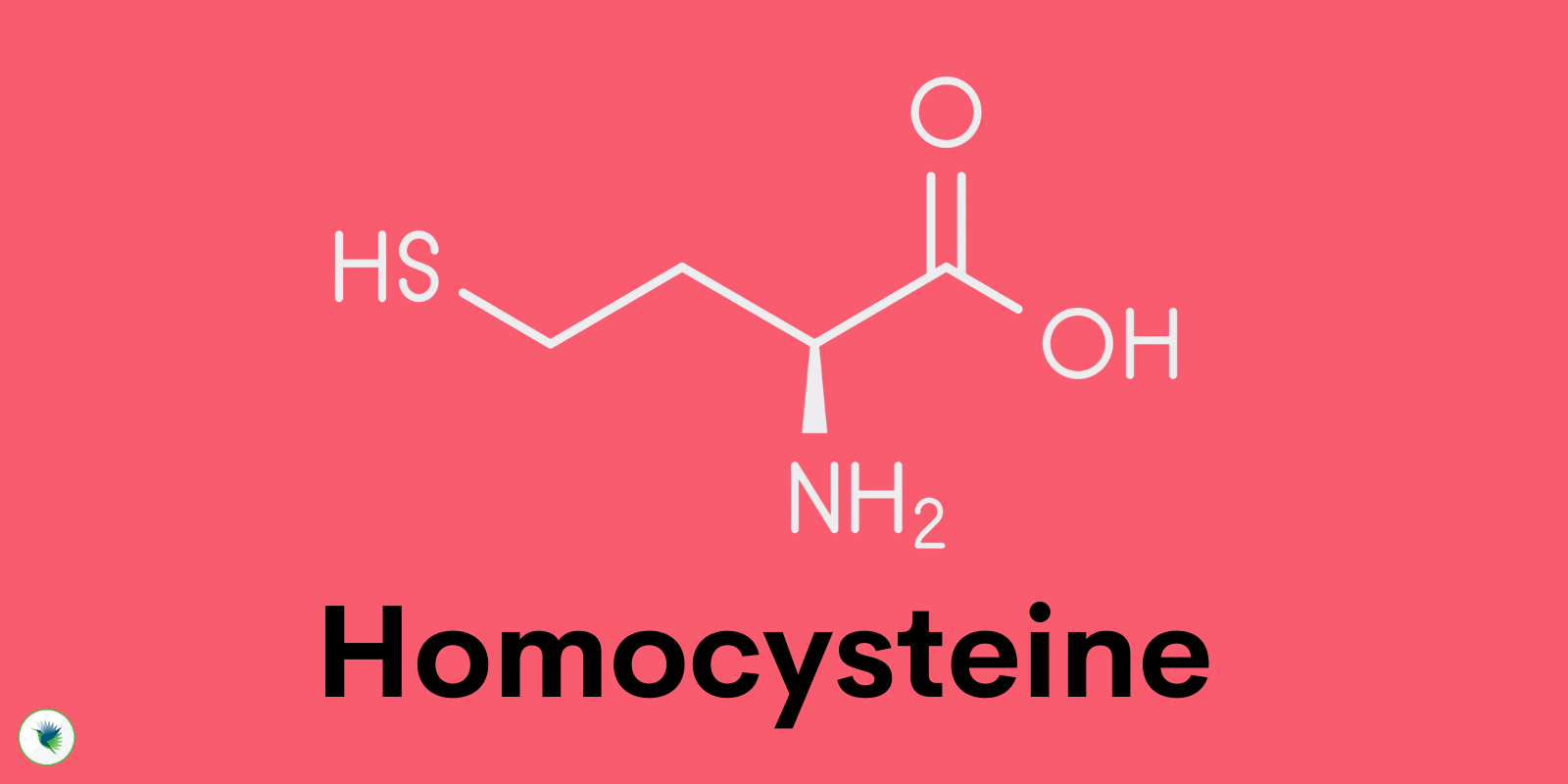 What Is Homocysteine How To Support Balanced Levels Seeking Health