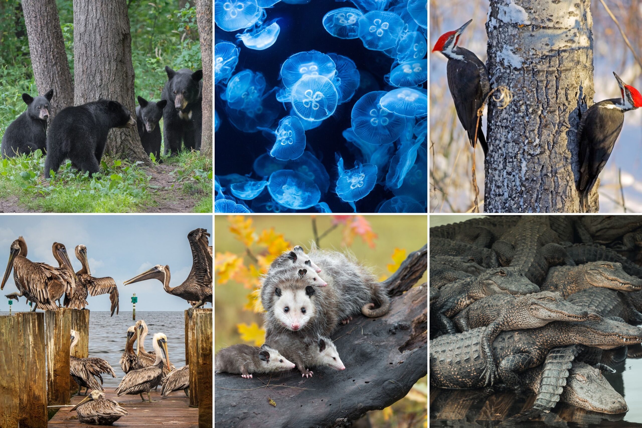 group of animals is called