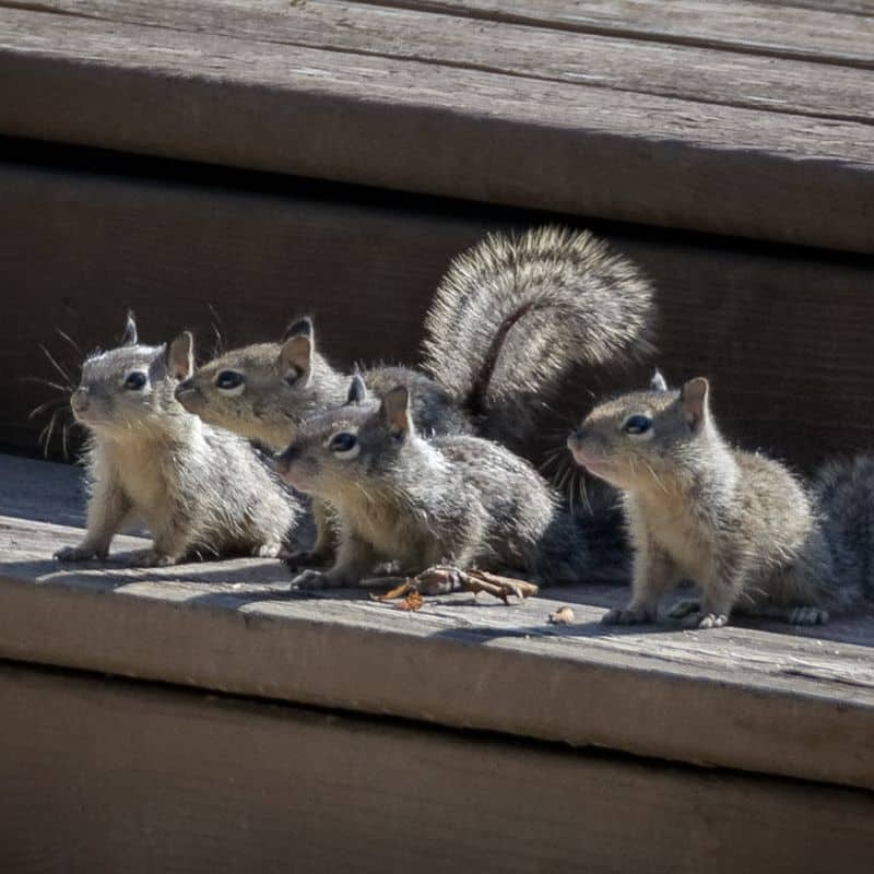 When Do Grey Squirrels Have Babies Covenant Wildlife